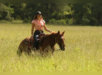 Haflinger, Ruin, 15 Jaar, 140 cm, Donkere-vos
