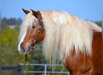 Haflinger, Ruin, 15 Jaar, 147 cm, Donkere-vos