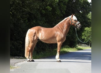 Haflinger, Ruin, 15 Jaar, 155 cm, Vos