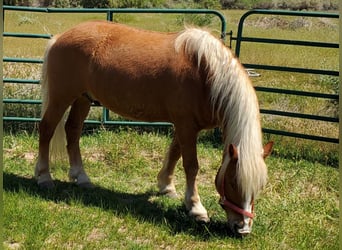 Haflinger, Ruin, 16 Jaar, 142 cm, Donkere-vos