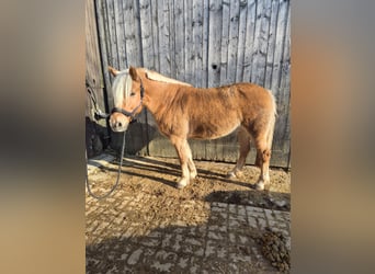 Haflinger Mix, Ruin, 16 Jaar, 145 cm, Falbe