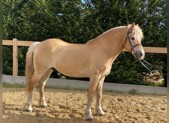 Haflinger, Ruin, 17 Jaar, 150 cm, Vos