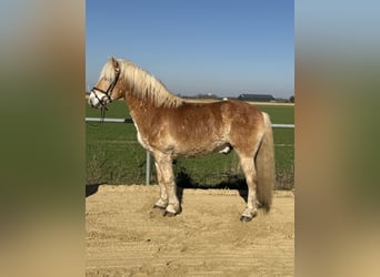 Haflinger, Ruin, 18 Jaar, 140 cm, Palomino