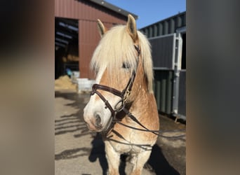 Haflinger, Ruin, 18 Jaar, 140 cm, Palomino