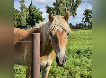 Haflinger, Ruin, 1 Jaar, 146 cm, Vos