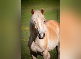 Haflinger, Ruin, 1 Jaar, 149 cm, Vos