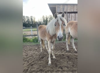 Haflinger, Ruin, 1 Jaar, 152 cm