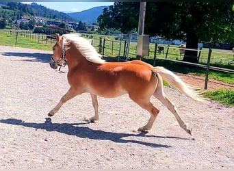 Haflinger, Ruin, 1 Jaar, 155 cm, Vos