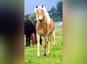 Haflinger, Ruin, 1 Jaar, 155 cm, Vos