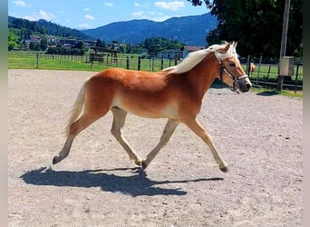 Haflinger, Ruin, 1 Jaar, 155 cm, Vos