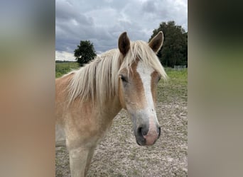 Haflinger, Ruin, 1 Jaar, Vos