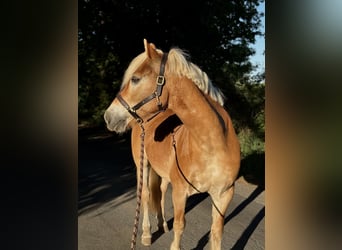 Haflinger, Ruin, 22 Jaar, 151 cm, Palomino