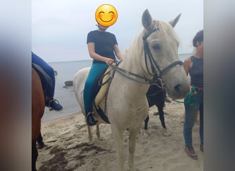 Haflinger Mix, Ruin, 24 Jaar, 150 cm