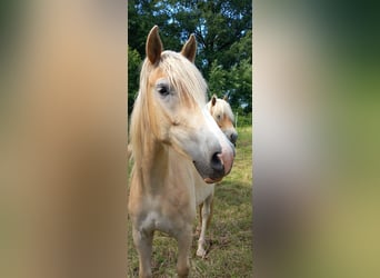 Haflinger, Ruin, 2 Jaar, 143 cm, Roodvos