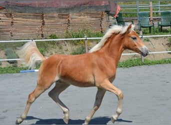Haflinger, Ruin, 2 Jaar, 143 cm, Vos