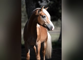 Haflinger, Ruin, 2 Jaar, 145 cm, Vos