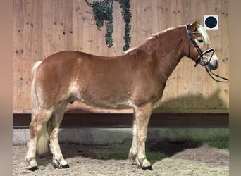Haflinger, Ruin, 2 Jaar, 148 cm, Vos