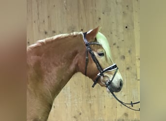 Haflinger, Ruin, 2 Jaar, 148 cm, Vos