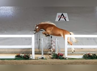Haflinger, Ruin, 2 Jaar, 150 cm, Vos