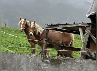 Haflinger, Ruin, 2 Jaar, 150 cm, Vos