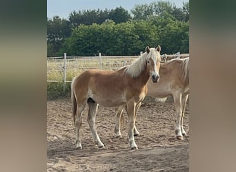 Haflinger, Ruin, 2 Jaar, 152 cm, Vos