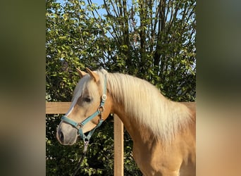 Haflinger, Ruin, 3 Jaar, 140 cm, Vos