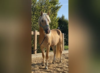 Haflinger, Ruin, 3 Jaar, 140 cm, Vos