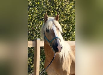 Haflinger, Ruin, 3 Jaar, 140 cm, Vos