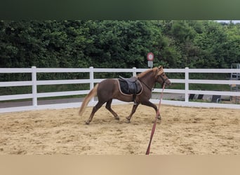 Haflinger Mix, Ruin, 3 Jaar, 143 cm, Donkere-vos