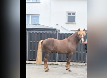 Haflinger Mix, Ruin, 3 Jaar, 143 cm, Donkere-vos