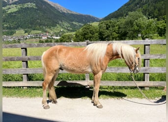 Haflinger, Ruin, 3 Jaar, 143 cm, Vos
