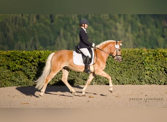 Haflinger, Ruin, 3 Jaar, 145 cm, Vos
