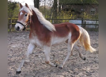 Haflinger, Ruin, 3 Jaar, 146 cm