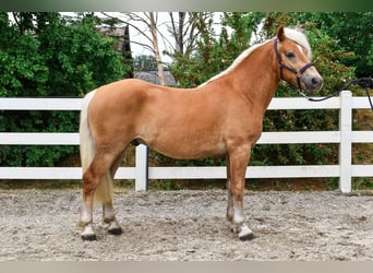 Haflinger, Ruin, 3 Jaar, 146 cm, Vos