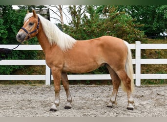 Haflinger, Ruin, 3 Jaar, 146 cm, Vos