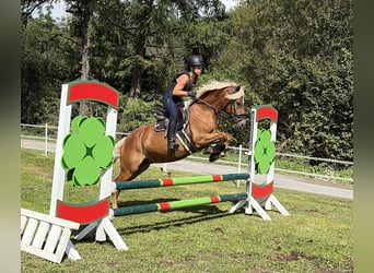Haflinger, Ruin, 3 Jaar, 146 cm, Vos