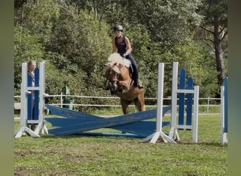 Haflinger, Ruin, 3 Jaar, 146 cm, Vos