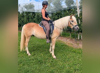 Haflinger, Ruin, 3 Jaar, 147 cm, Falbe