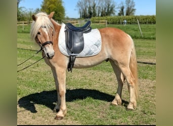 Haflinger, Ruin, 3 Jaar, 147 cm, Falbe
