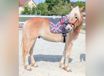 Haflinger, Ruin, 3 Jaar, 147 cm, Falbe