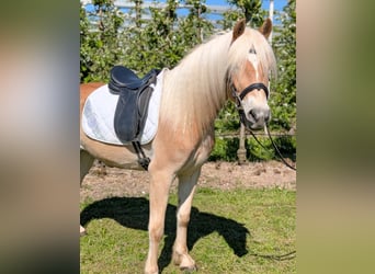 Haflinger, Ruin, 3 Jaar, 147 cm, Falbe