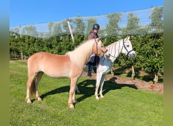 Haflinger, Ruin, 3 Jaar, 147 cm, Falbe