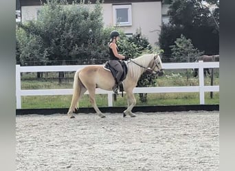 Haflinger, Ruin, 3 Jaar, 147 cm, Falbe