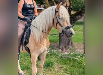 Haflinger, Ruin, 3 Jaar, 147 cm, Falbe