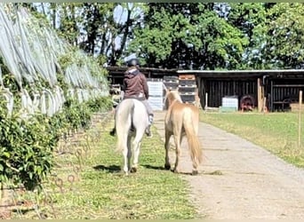 Haflinger, Ruin, 3 Jaar, 147 cm, Falbe