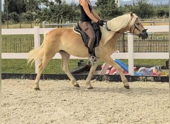 Haflinger, Ruin, 3 Jaar, 147 cm, Falbe