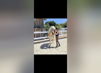 Haflinger, Ruin, 3 Jaar, 147 cm, Falbe