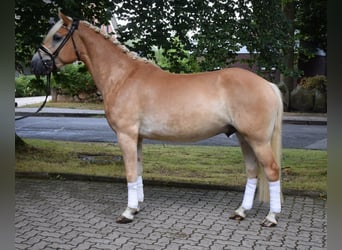 Haflinger, Ruin, 3 Jaar, 148 cm, Palomino