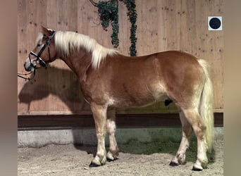 Haflinger, Ruin, 3 Jaar, 148 cm