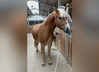 Haflinger, Ruin, 3 Jaar, 148 cm, Vos